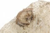 Enrolled Trilobite (Ditomopyge) - Cass County, Nebraska #214400-5